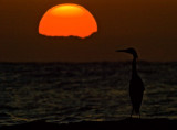 Little Blue Heron Sunset 2