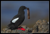 Black Guillemot, Iceland