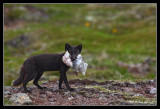 Arctic fox with a fulmar for her young