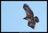 Tawny Eagle