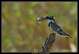 Pied Kingfisher