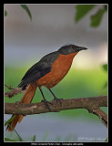 White-Crowned Robin Chat