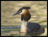 Great Crested Grebe summer plumage