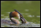 Great Crested Grebe