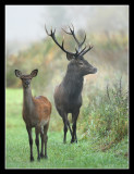 Red Deer