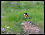 Stonechat, Spain