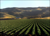 Lettuce Field At Sunset