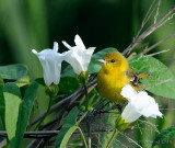Female Orchard Oriole in Morning Glories