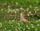 Brown Thrasher