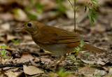 Veery