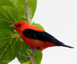 Scarlet Tanager with Mulberries