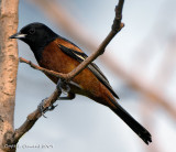 Orchard Oriole