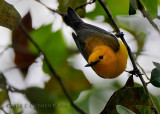 Prothonotary Warbler 4.10.2010