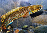 Channa bleheri aka Rainbow Snakehead