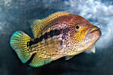 Nandopsis dovii (Male)