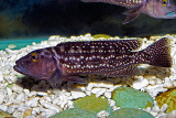 Lamprologus elongatus