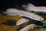 Arapaima gigas