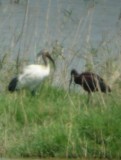 Sacred Ibis - Threskiornis aethiopicus - Ibis sagrado - Ibis Sagrat