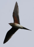 Collared pratincole - Glareola pratincola - Canastera - Perdiu de Mar