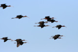 Glosy Ibis - Plegadis falcinellus - Morito - Cap Reial