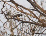 Peregrine Falcon - Falco peregrinus minor - Halcn peregrino - Falco pelegr
