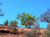 Argan tree