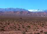 Camel with the Atlas Mountains