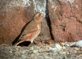 Crimson-winged Finch - Rhodopechys sanguinea aliena