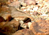 Desert Lark - Ammomanes deserti algeriensis - Terrera sahariana - Ammomane isabelline - Terrerola del desert