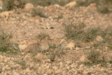 Crowned Sandgrouse - Pterocles coronatus - Ganga coronada - Ganga couronné