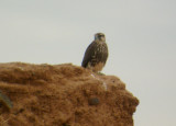 Young Lanner Falcon - Falco biarmicus erlangeri - Halcon Lanario - Falc Llaner