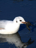 Black-headed Gull eating an American Crayfish - Larus ridibundus - Gaviota reidora comiendo cangrejo de rio - Gavina riallera