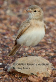 Bar-tailed Lark - Ammomanes cinturus