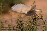 African Desert warbler - Sylvia (nana) deserti