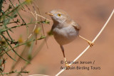 Desert Warbler - Sylvia nana saharae