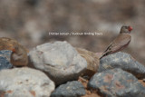 Trumpeter Finch - Bucanethes githaginea