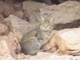 African Wild Cat - Felix silvestris lybica