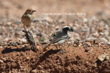 Red-rumped wheatears - Oenanthe moesta - male right, female left