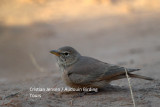 Desert Lark - Ammomanes desertii