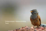 House Bunting - Emberiza (striolata) saharai