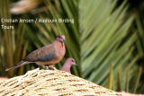 Palm dove - Streptopelia senegalensis