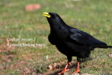 Yellow-billed Chough