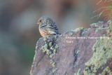 Alpine Accentor - Prunella collaris