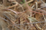 Western Olivaceus Warbler - H. (pallida) opaca