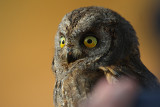 Scops Owl - Otus scops - Autillo - Xot