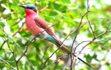 Southern Carmine Beeater - Merops nubicoides - Abejaruco Carmesí - Abellarol Carmínat
