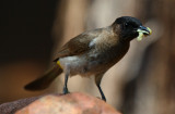 Black-eyed Bulbul - Pycnonotus barbatus