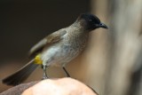 Black-eyed Bulbul - Pycnonotus barbatus