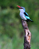 Woodland Kingfisher - Halcyon senegalensis - Alcion forestal - Blauet forestal
