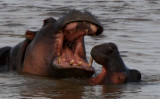Hippopotamus - Hippopotamus amphibius - Hipopótamo - Hipopòtam